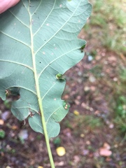 Macrodiplosis pustularis