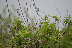 Camarhynchus parvulus