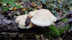 Pluteus pellitus
