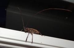 Monochamus carolinensis