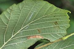 Phyllonorycter nicellii
