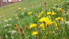 Scorzoneroides autumnalis