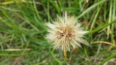 Scorzoneroides autumnalis