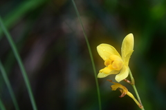 Spathoglottis pubescens