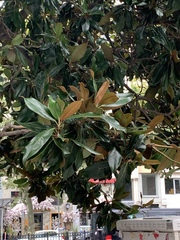Magnolia