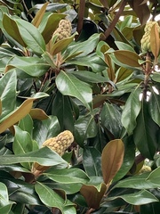Magnolia
