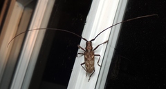 Monochamus carolinensis