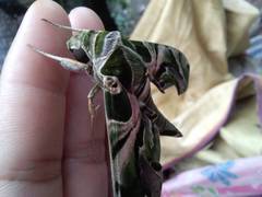 Daphnis nerii