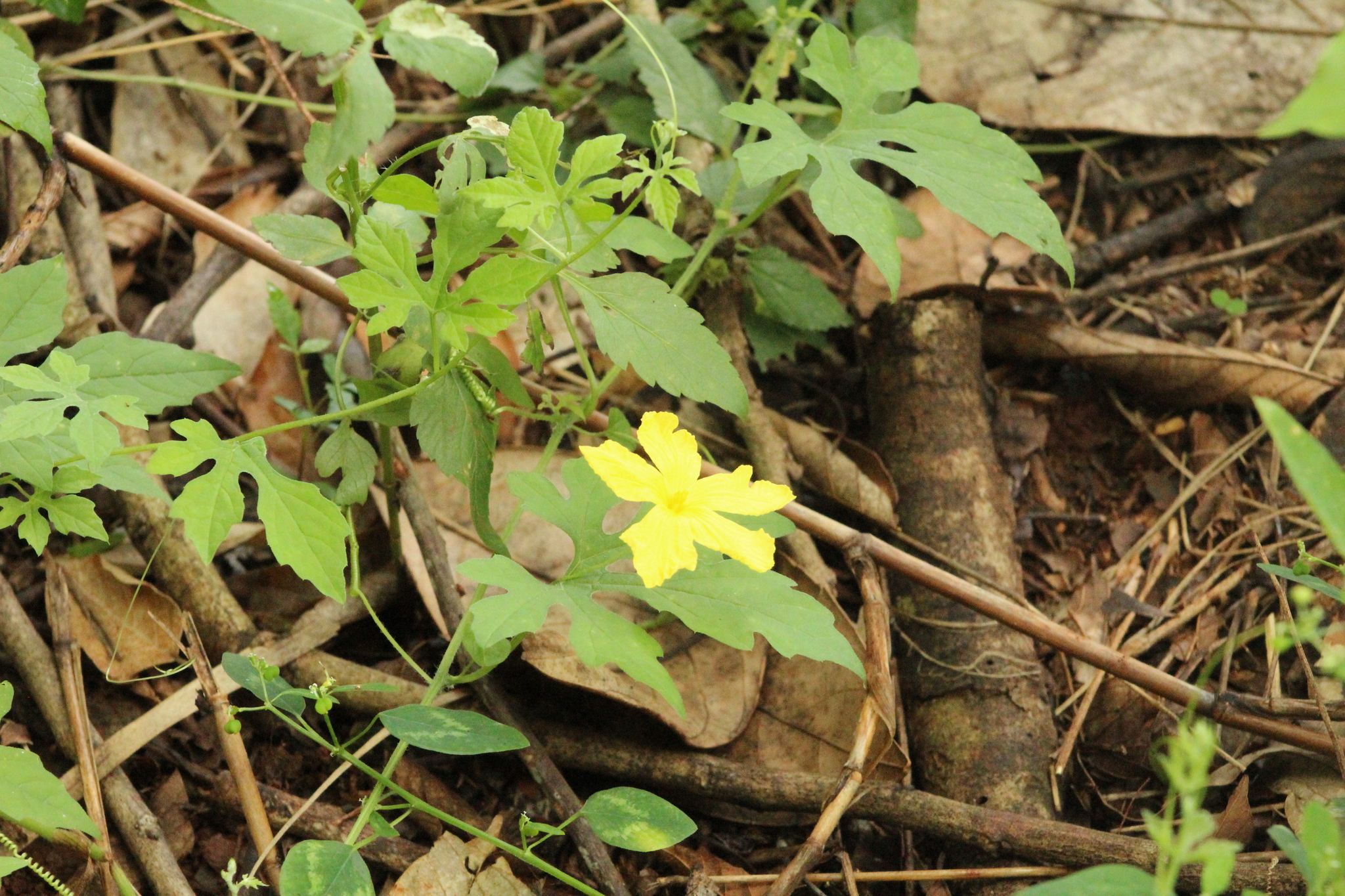 Momordica charantia