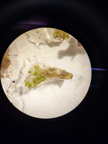 Riella notarisii