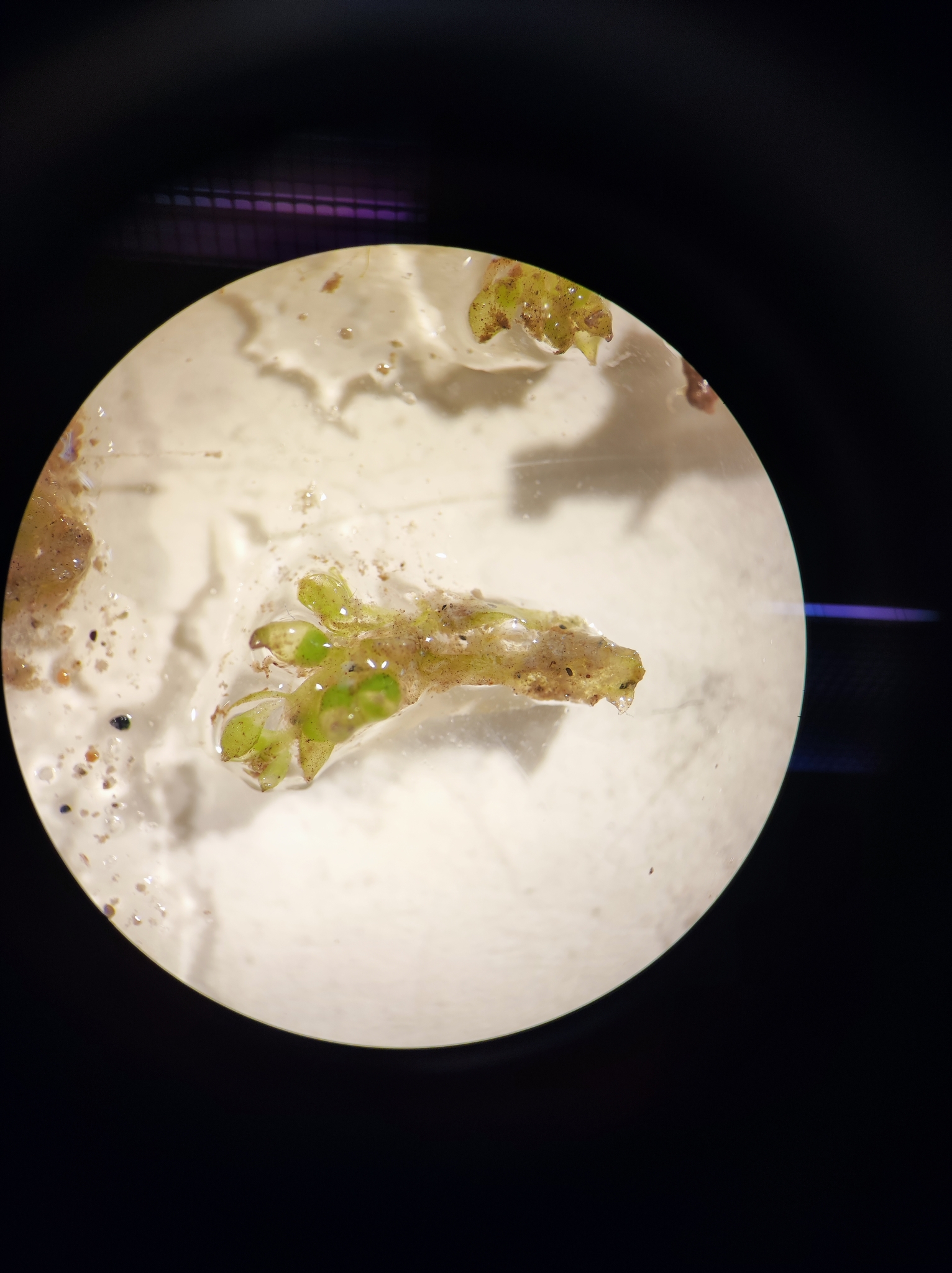 Riella notarisii
