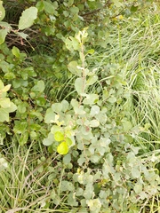 Salix aurita