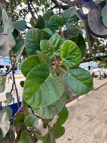 Ficus wakefieldii