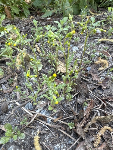 iNaturalist observation photo of common groundsel