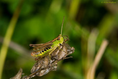 Pseudochorthippus parallelus parallelus