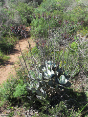 Cotyledon orbiculata spuria