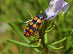Castiarina pallidiventris