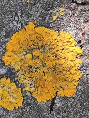 Xanthoria parietina