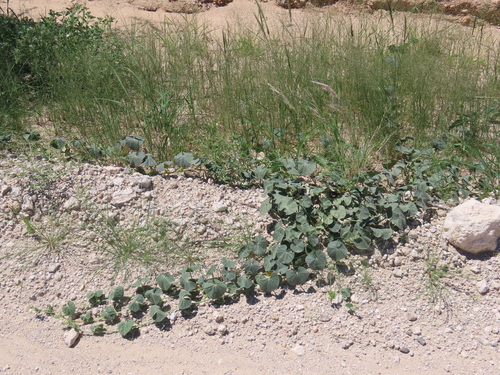 Image of Cucumis sagittatus by no rights reserved