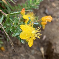 Hypericum nagasawae