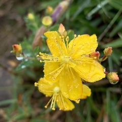 Hypericum nagasawae