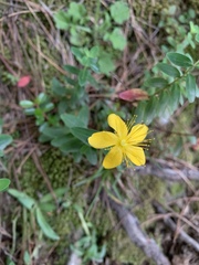 Hypericum nagasawae