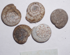 Anguispira strongylodes