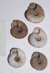 Anguispira strongylodes