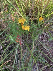 Hypericum nagasawae