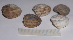 Anguispira strongylodes