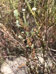 Cliffortia phyllanthoides