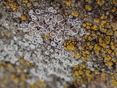 Myriolecis semipallida