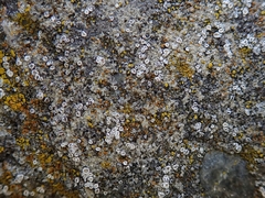 Myriolecis semipallida