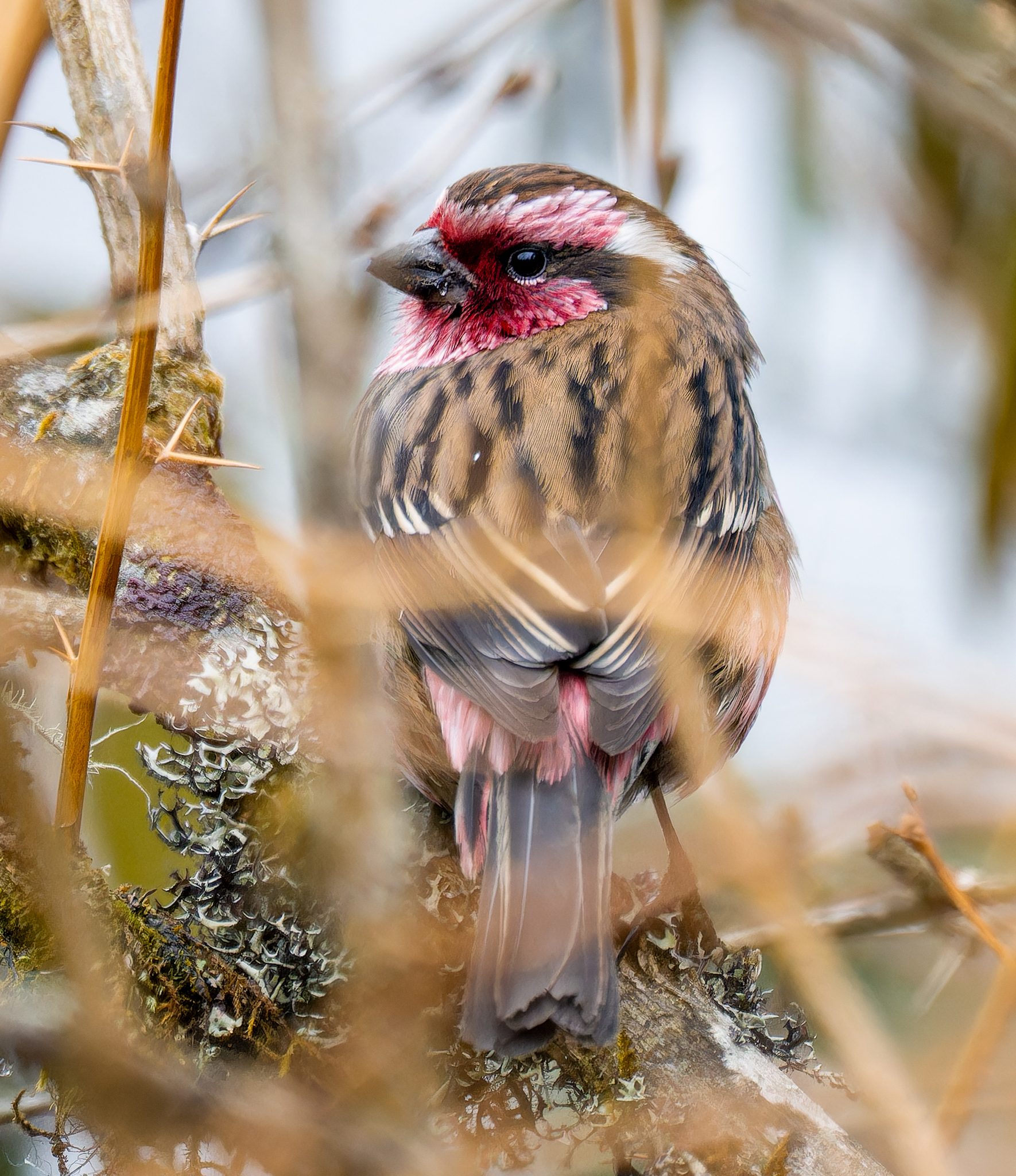 Himalayan White-browed Rosefinch
