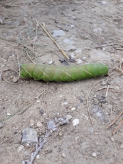 Marumba quercus