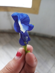 Clitoria ternatea