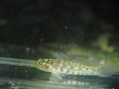 Sand-Table Dwarfgoby photo 2