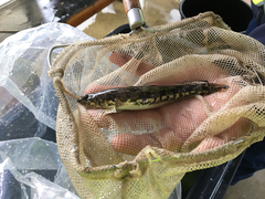 Pseudaphritis urvillii