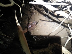 Limnonectes macrodon