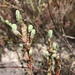 Cliffortia phyllanthoides - Photo (c) Sean Privett,  זכויות יוצרים חלקיות (CC BY-SA)