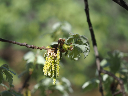 Pyrenean Oak