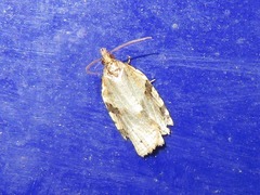 Clepsis spectrana