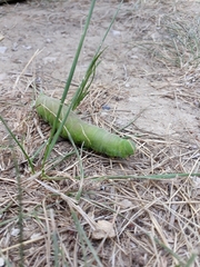 Marumba quercus