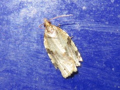 Clepsis spectrana