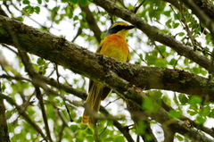 Orange-Breasted Bushshrike photo 4