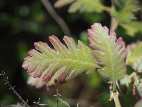 Pyrenean Oak