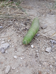 Marumba quercus