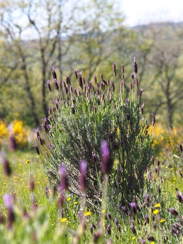 spanish lavender