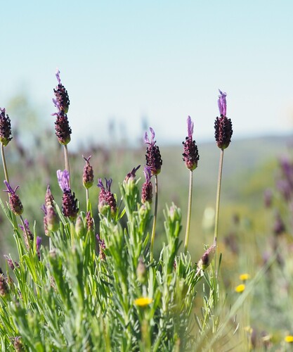 spanish lavender