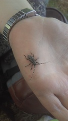 Aegomorphus clavipes